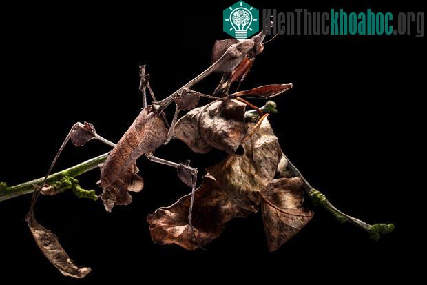 Những màn ngụy trang tài tình trong thiên nhiên ảnh 9