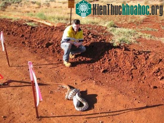 Cận cảnh trăn đầu đen nuốt sống kỳ đà "khổng lồ" ảnh 9