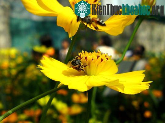 Những động vật siêng nhất hành tinh ảnh 9