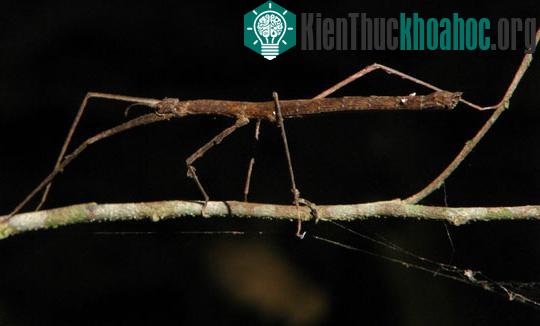 Các “dị nhân” trong tự nhiên ảnh 9