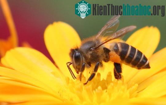 "Nghệ thuật ẩm thực" của giới động vật ảnh 9
