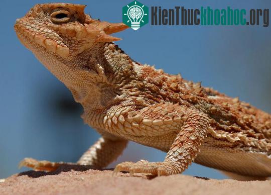 Những "bậc thầy" phòng vệ trong tự nhiên ảnh 9