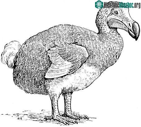 Chim Dodo