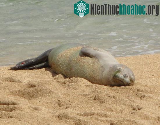 Hải cẩu Hawaii còn ít hơn 1.000 con. Các nhà khoa học chưa giải thích vì sao số lượng của chúng lại suy giảm.