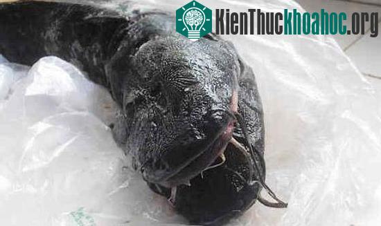 Cá trê đen hai đầu, 10 râu kỳ quái ảnh 9
