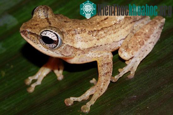Ếch Polypedates bijui
