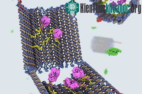 Các nhà khoa học đã chế tạo thành công robot hoàn toàn từ các sợi DNA