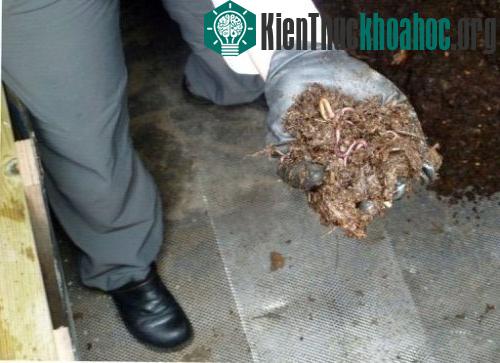 Bà Helene Beaumont cầm trên tay đội quân giun đất đặt dưới sàn toilet khô và không mùi