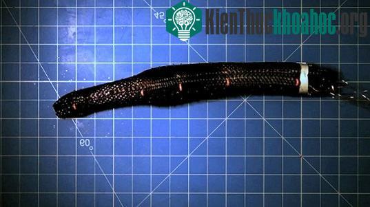 Sâu robot có thể uốn mình như sâu thật. (Nguồn: BBC)