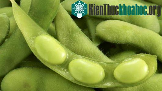 Kéo dài tuổi thọ của lốp xe bằng dầu đậu nành ảnh 0