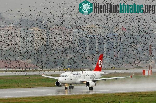 Chim chóc có thể hạ gục một máy bay lớn gấp nhiều lần kích thước của nó