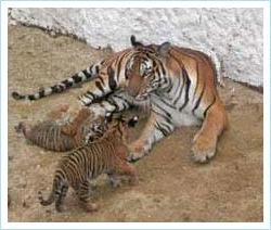 Lần thứ hai hổ Đông Dương đẻ thành công trong điều kiện nuôi ảnh 0