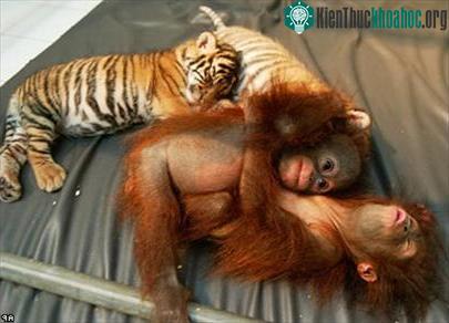 Tình cảm kỳ lạ của loài thú ảnh 0