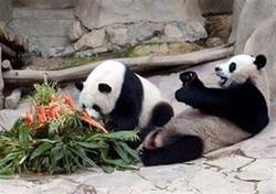 Chuang Chuang (trái) đang chơi đùa cùng Lin Hui.