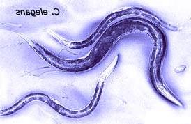 Giun C.elegans