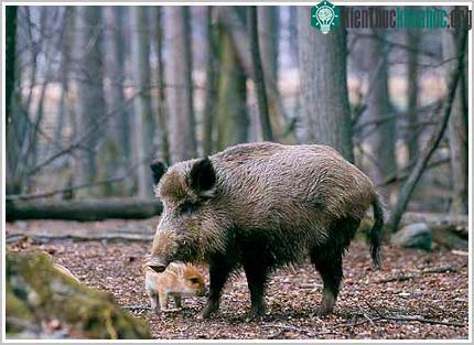 Heo rừng - Sus Scrofa