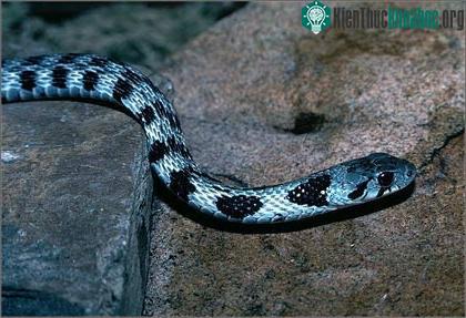 Một con rắn Rhabdophis tigrinus.