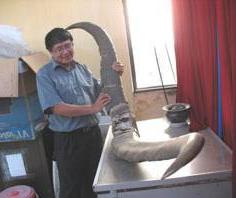 Thêm căn cứ về loài thú khổng lồ có ở Việt Nam ảnh 0