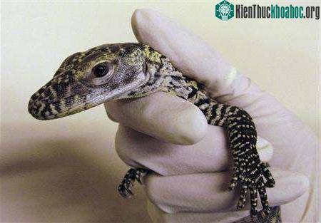 Con rồng Virgin Komodo trở thành là cha và mẹ