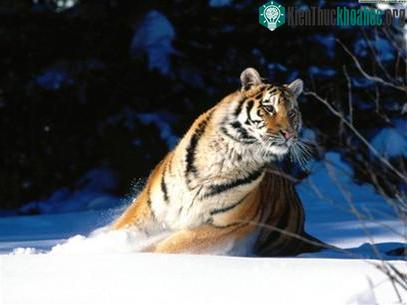 Một chú hổ Siberia