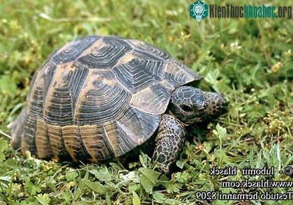 Rùa Testudo Hermanni