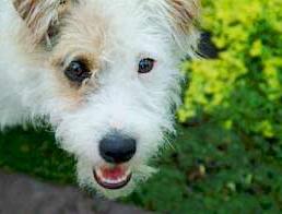 Giống chó Fido