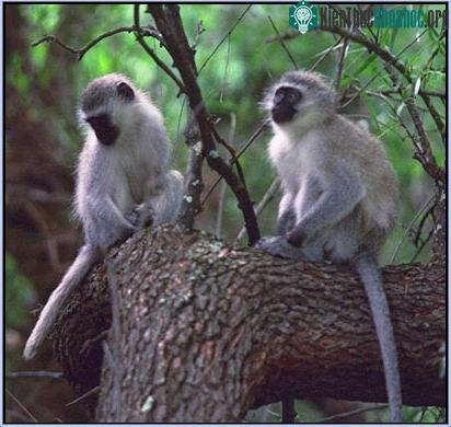 Khỉ trán trắng Vervet