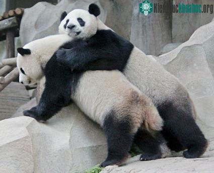 Chàng Chuang Chuang, 6 tuổi, và nàng gấu trúc Lin Hui, 5 tuổi