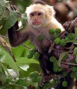 Loài khỉ Capuchin