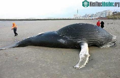 Một chú cá heo lưng có bướu được phát hiện chết trên bờ biển Lombardsijde gần Nieuwpoort (Bỉ) ngày 5-3-2006