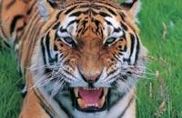 (Ảnh: safari-park.co.uk)
