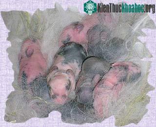 Các thỏ con mới sinh
