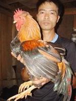 Gà 7 cựa trên đất Tổ ảnh 0