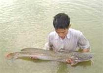 “Hồi sinh" loài cá quý hiếm ảnh 0