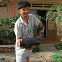 Thạc sĩ Huỳnh Hữu Ngãi và một con cá hô mẹ vừa được gây mê chuẩn bị lấy trứng.