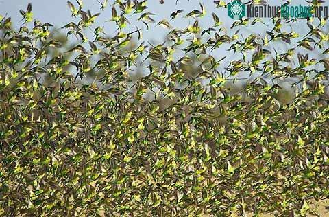 Ảnh đẹp động vật trong tuần ảnh 0