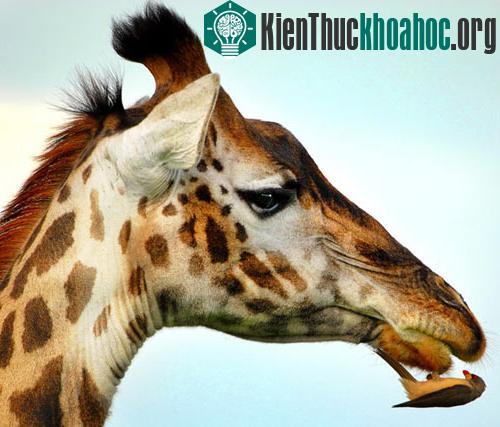 Chim sáo lau miệng cho hươu ảnh 0
