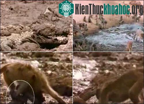 Khỉ đầu chó thoát khỏi hàm cá sấu ảnh 0
