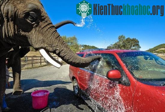 Voi rửa xe ô tô phục vụ du khách ảnh 0