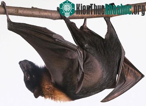 Phát hiện quần thể dơi ngựa lớn nhất Việt Nam ảnh 0