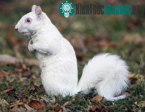Những “bóng ma” trong tự nhiên ảnh 0