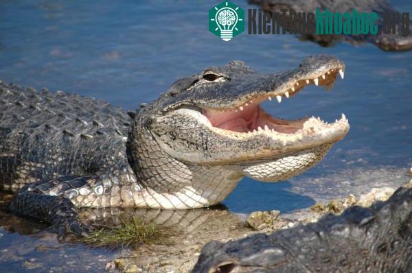 Cá sấu và chim – Thói quen trong giao cấu sinh học ảnh 0