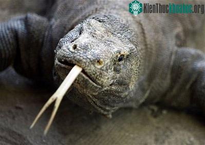 Rồng Komodo có nguồn gốc từ Úc ảnh 0
