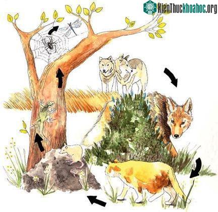 Động vật ăn thịt lớn đang biến mất ảnh 0