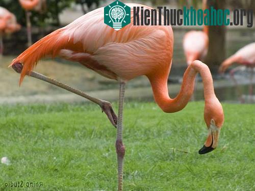 Tại sao chim hồng hạc đứng trên một chân ảnh 0