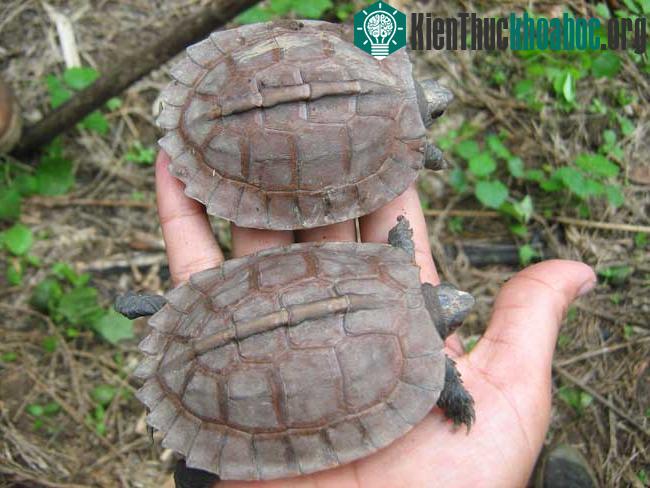 Lần đầu tiên phát hiện rùa hiếm sinh sống trong tự nhiên ảnh 0