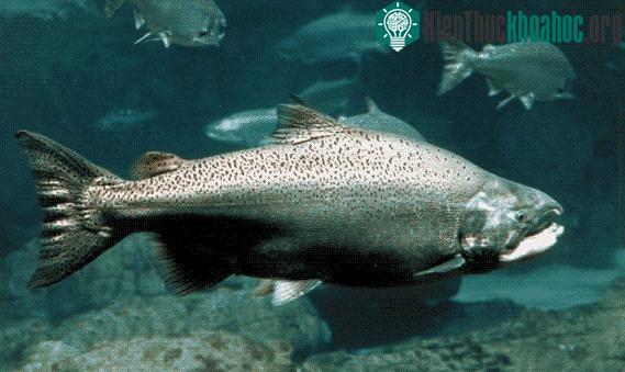 Cá hồi vua biến mất khỏi Alaska ảnh 0