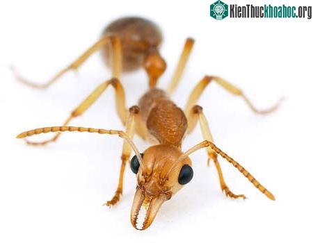 Kiến “lý trí” hơn người? ảnh 0