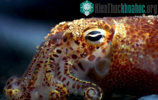 Mực có thể nhận biết ánh sáng ảnh 0