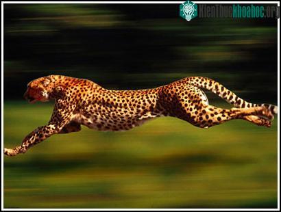 Nghiên cứu bí ẩn tốc độ "khủng" của loài báo ảnh 0